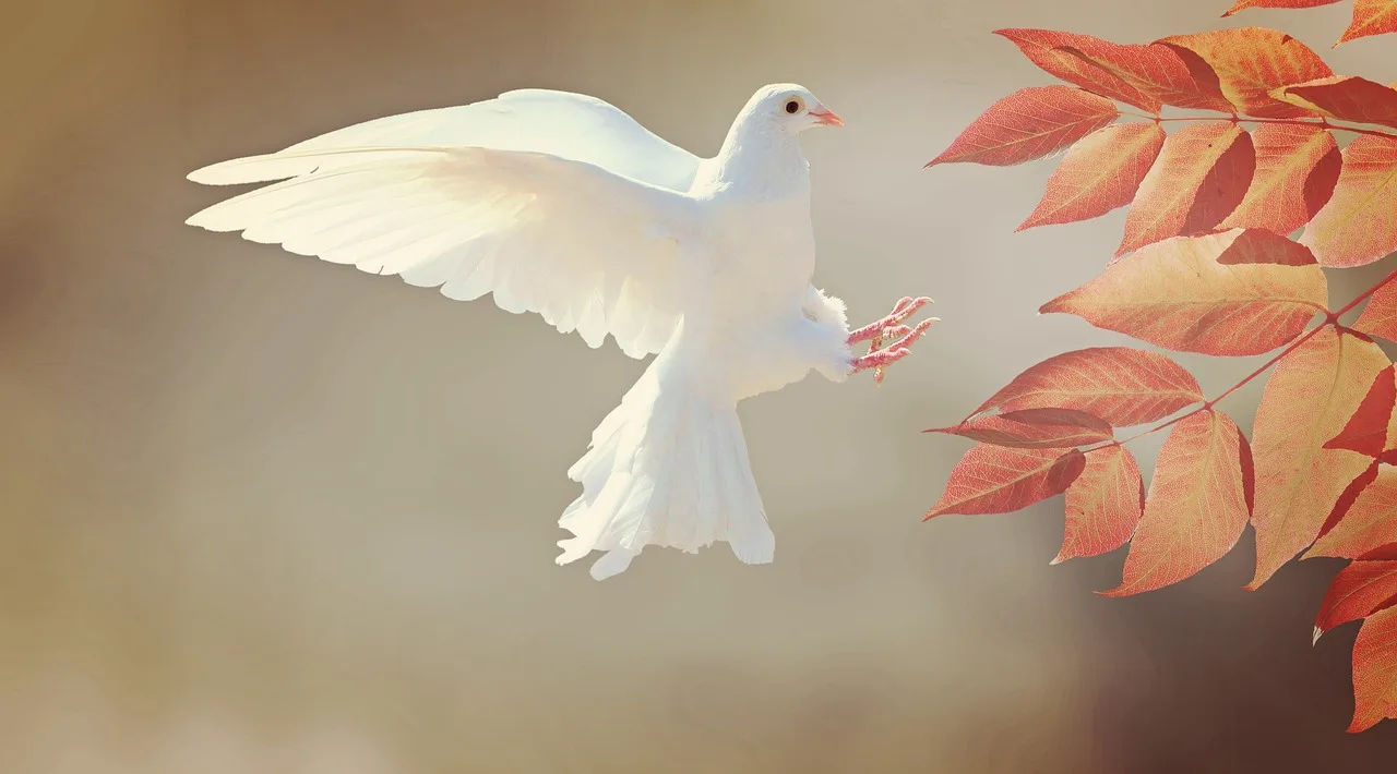 white dove flying symbolizing inner serenity